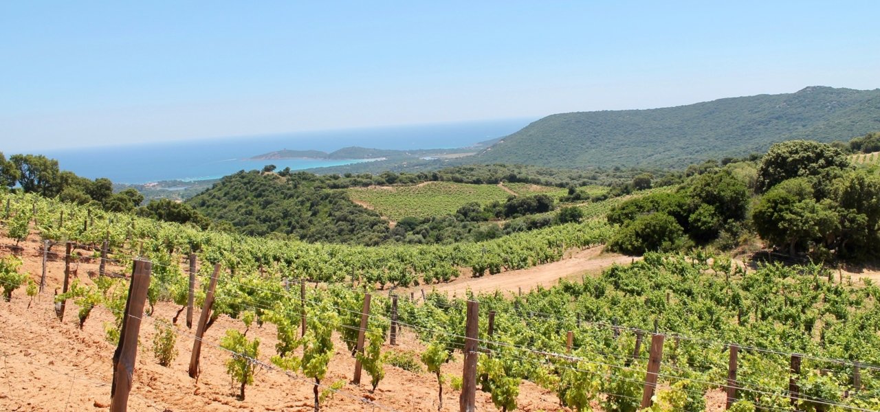 Wine tour in Corsica